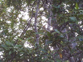 thumb_bukit_lewang_to_UK_414.jpg