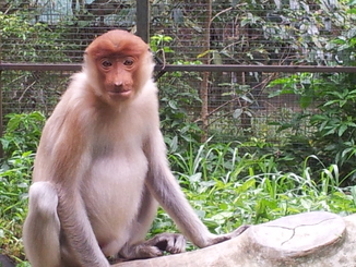 thumb_bukit_lewang_to_UK_415.jpg