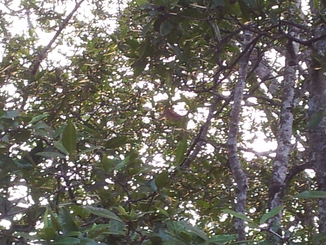 thumb_bukit_lewang_to_UK_416.jpg