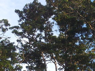 thumb_bukit_lewang_to_UK_420.jpg