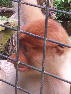 thumb_bukit_lewang_to_UK_422.jpg