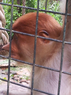 thumb_bukit_lewang_to_UK_423.jpg