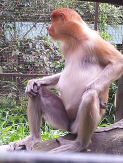 thumb_bukit_lewang_to_UK_425.jpg
