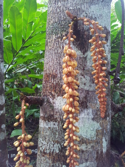 thumb_bukit_lewang_to_UK_436.jpg