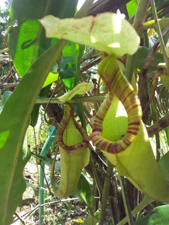thumb_bukit_lewang_to_UK_446.jpg