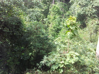 thumb_bukit_lewang_to_UK_455.jpg