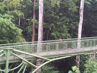 thumb_bukit_lewang_to_UK_459.jpg