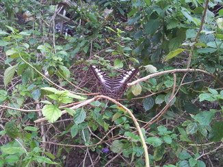 thumb_bukit_lewang_to_UK_465.jpg