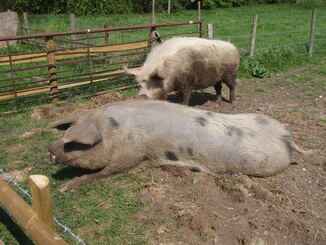 thumb_2011-05_040.jpg