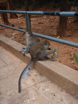 thumb_2011-Camera_019.jpg