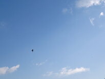 thumb_09022011982.jpg