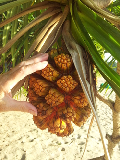 thumb_bukit_lewang_to_UK_510.jpg