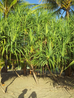 thumb_bukit_lewang_to_UK_511.jpg