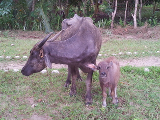 thumb_bukit_lewang_to_UK_527.jpg