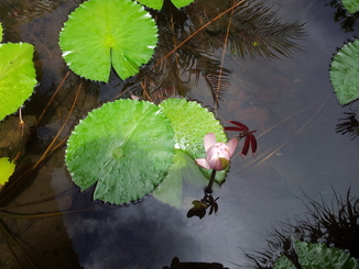 thumb_bukit_lewang_to_UK_839.jpg