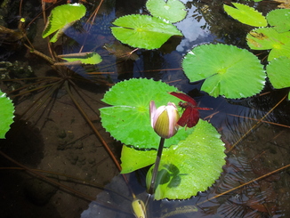 thumb_bukit_lewang_to_UK_841.jpg