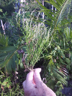 thumb_bukit_lewang_to_UK_631.jpg