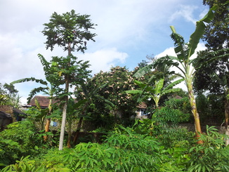 thumb_bukit_lewang_to_UK_666.jpg