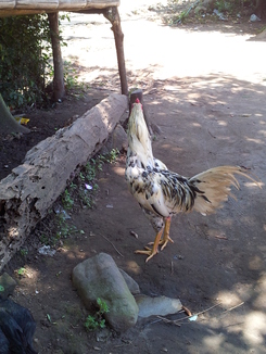 thumb_bukit_lewang_to_UK_692.jpg