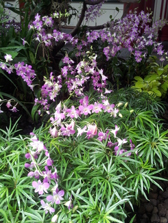 thumb_bukit_lewang_to_UK_1024.jpg
