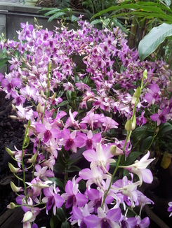 thumb_bukit_lewang_to_UK_1026.jpg