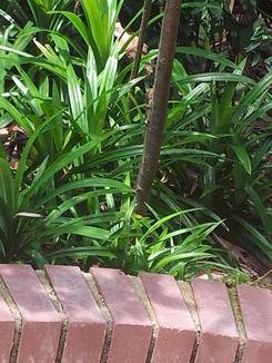 thumb_bukit_lewang_to_UK_976.jpg