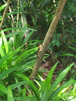 thumb_bukit_lewang_to_UK_977.jpg