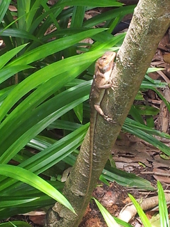 thumb_bukit_lewang_to_UK_980.jpg