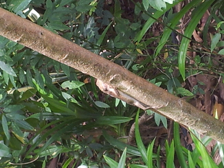 thumb_bukit_lewang_to_UK_984.jpg