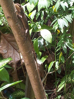 thumb_bukit_lewang_to_UK_985.jpg