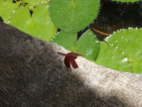 thumb_olympics_068.jpg