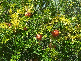 thumb_20120923_111316.jpg