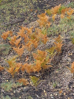 thumb_20120927_095052.jpg