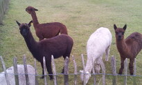 thumb_20121223_141557.jpg