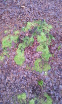 thumb_20121225_112709.jpg