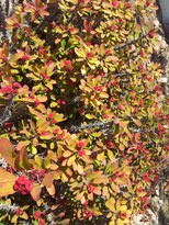 thumb_20130206_130308.jpg