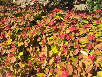 thumb_20130206_130321.jpg