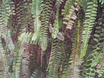 thumb_20130213_123655.jpg