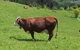 thumb_brasil.croatia_148.jpg