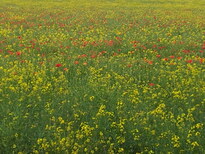 thumb_20130617_133731.jpg