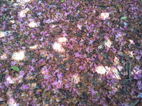 thumb_20130619_124454.jpg