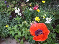 thumb_20130725_082316.jpg