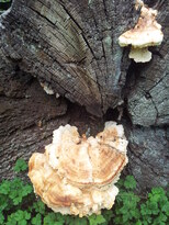 thumb_20130819_120513.jpg