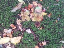 thumb_2013-10-27_10.32.26.jpg