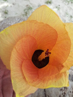 thumb_2013-12-28_13.46.21.jpg