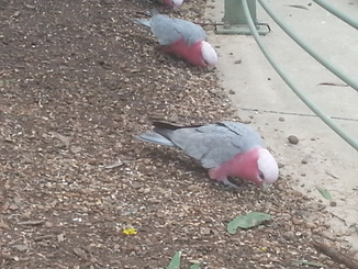 thumb_2014-04-23_07.28.45.jpg