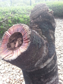 thumb_2014-05-01_03.39.04.jpg