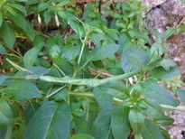 thumb_2014-06-19_17.39.57.jpg