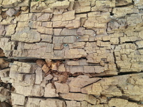 thumb_2014-10-31_17.18.57.jpg