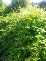 thumb_2014-11-12_10.00.18.jpg
